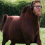 FAT THOR