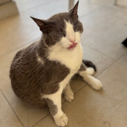 chanterelle prátaí - steam id 76561199732416697