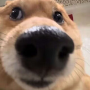 7274