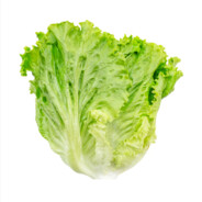 Lettuce (Real)