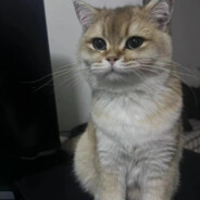 9.9拼好饭猪脚饭有毛