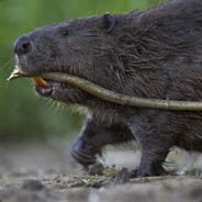MaunoMajava