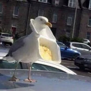 给码头整点海鸥