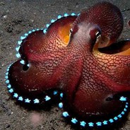 Cosmic Octopus