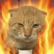 虐猫蛆我从地狱回来了