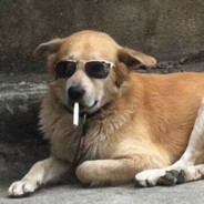 dog with a blunt