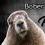 IS A BOBER