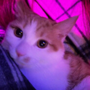 缓缓飘落的枫叶像思念