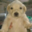 Sheloo