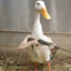 Duck.bot