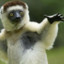 DancinG LemuR