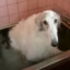 borzoi dog