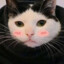 黑猫111