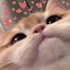 lilmeowmeow