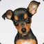 Pinscher