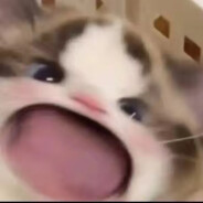 是菜菜不是莱莱