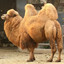 Camel Daddy