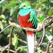 Quetzallo