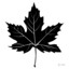 MapleThorn