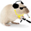 The Gerbil King