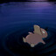 Sleeping Kogoro