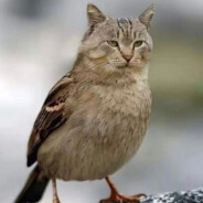 唐完就宋，原神启动！