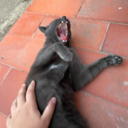 ^-^cris