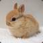 cuterabbit25