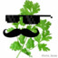 Smug_Cilantro