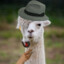 MisterAlpaca