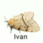 Ivan