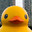 rubber duck