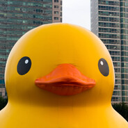 rubber duck