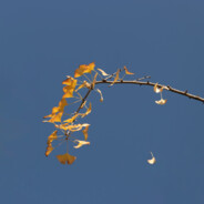 在寻我的猫儿WazHiKng