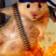 WARHAMSTER