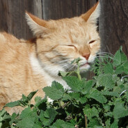 Gato Diamba