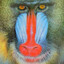 The MANDRILL