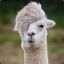 Llama Drama