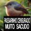 Passarinho sacudo