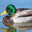 JustaDuck6