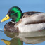 JustaDuck6