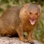 Mongoose