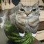 qinxx