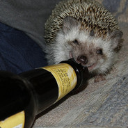 Drunk Hedgehog