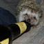 Drunk Hedgehog