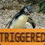 Triggered Penguin