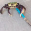 crab