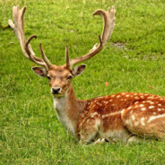 Дикий Олень