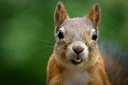 iamhappysquirrel