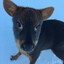 Pudú